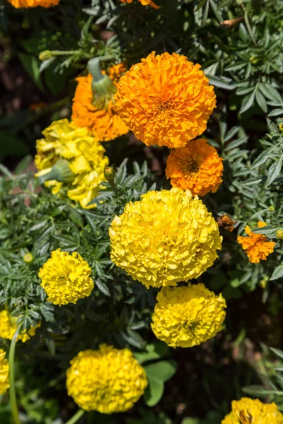 Flores calêndulas em cores diferentes — Fotografia de Stock