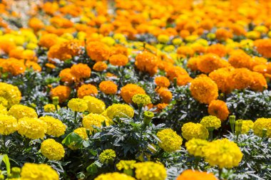 farklı renklerde marigolds çiçekler