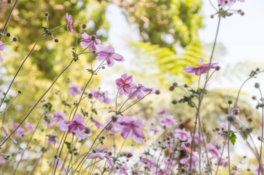 taze çiçek Bahçe tesisi