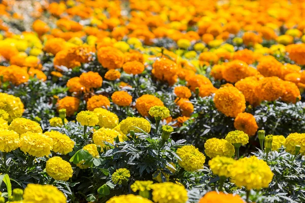 farklı renklerde marigolds çiçekler