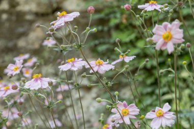 taze çiçek Bahçe tesisi
