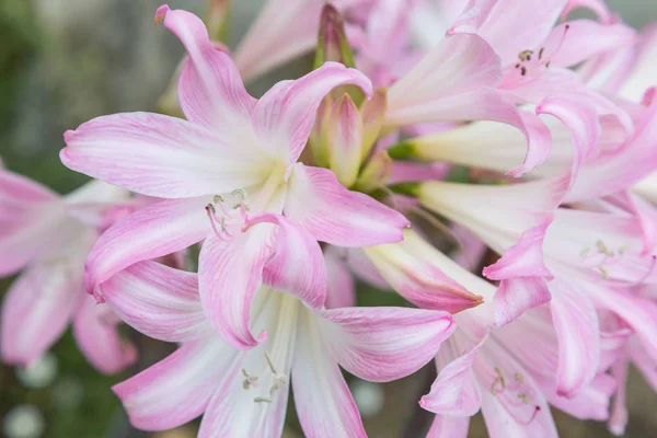 庭で植物に新鮮な花 — ストック写真