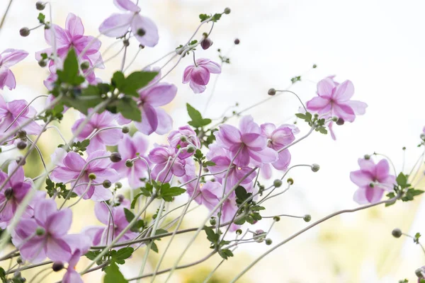 Taze çiçek Bahçe tesisi — Stok fotoğraf