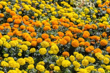 farklı renklerde marigolds çiçekler