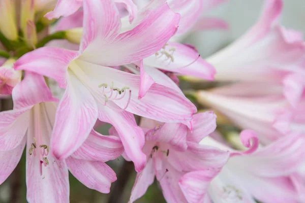 Flor fresca em planta em jardim — Fotografia de Stock