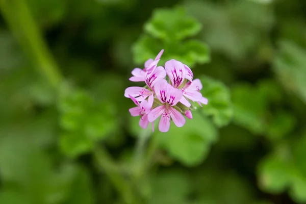 Geranium flower on plant in garden — Stock Photo, Image