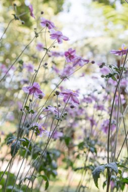 taze çiçek Bahçe tesisi