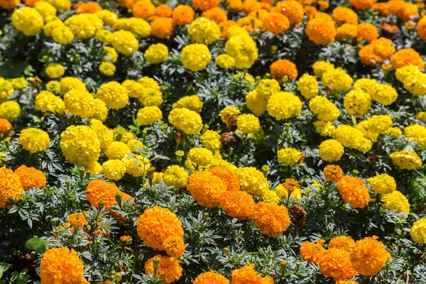 farklı renklerde marigolds çiçekler