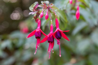 güneşli fabrikasında Fuşya çiçekler