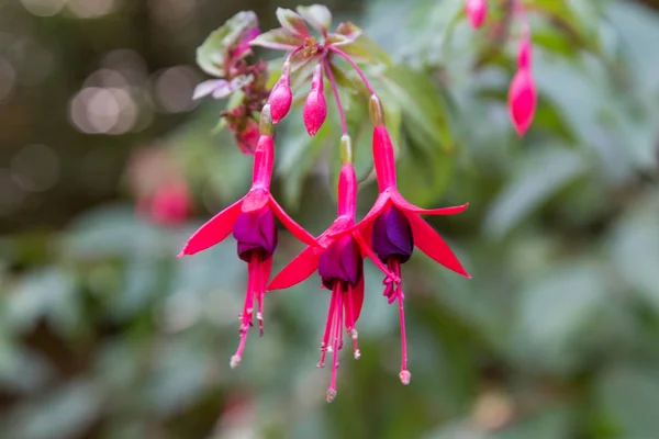 Flores de fucsias en planta en soleado — Foto de Stock