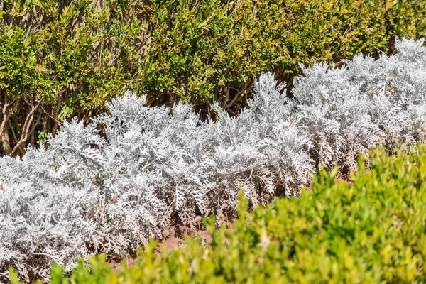 Úpravný Park s topiary rostliny ladnými křivkami — Stock fotografie