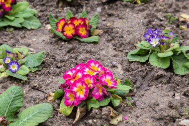 flowerbed zemin üzerinde Primula flwers