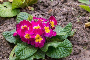 flowerbed zemin üzerinde Primula flwers