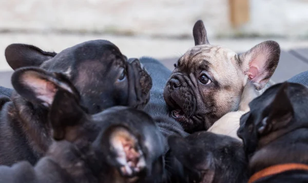 Petit bouledogue français chiot — Photo