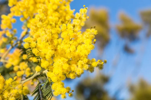 Planta com flor amarela de mimosa — Fotografia de Stock