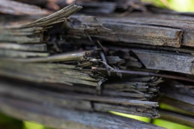 Hasarlı ve yosunlu ahşap kaplama