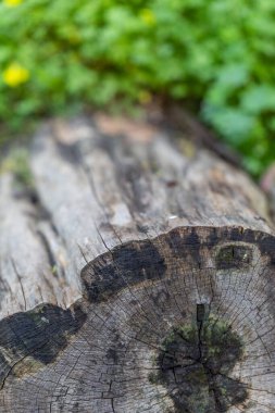 Hasarlı ve yosunlu ahşap kaplama