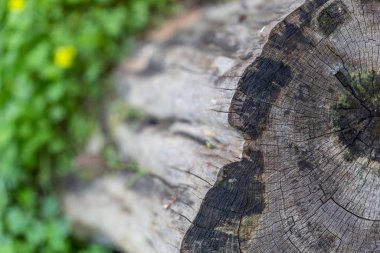 Hasarlı ve yosunlu ahşap kaplama