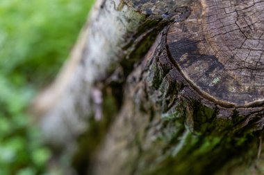 Hasarlı ve yosunlu ahşap kaplama