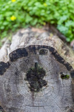 Hasarlı ve yosunlu ahşap kaplama