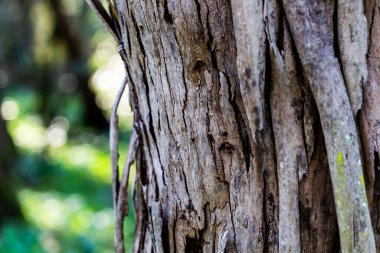 Hasarlı ve yosunlu ahşap kaplama