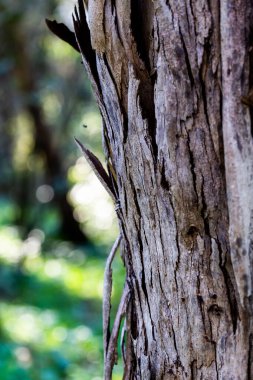Hasarlı ve yosunlu ahşap kaplama