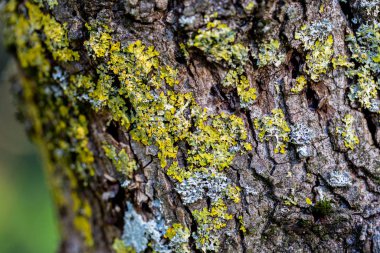 Hasarlı ve yosunlu ahşap kaplama
