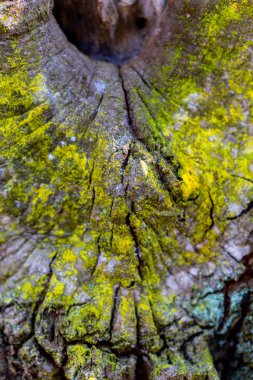Hasarlı ve yosunlu ahşap kaplama