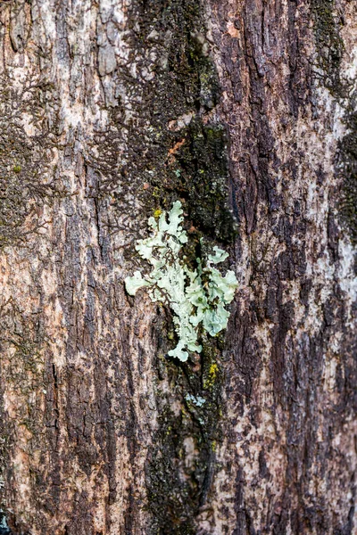 Wooden textured background with damages and moss — 스톡 사진