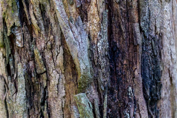 木のテクスチャの背景と損傷と苔 — ストック写真