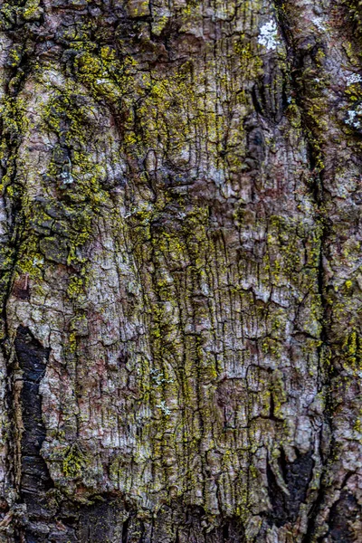 Деревянный текстурированный фон с повреждениями и мхом — стоковое фото