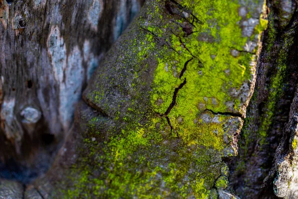 Fondo texturizado de madera con daños y musgo — Foto de Stock