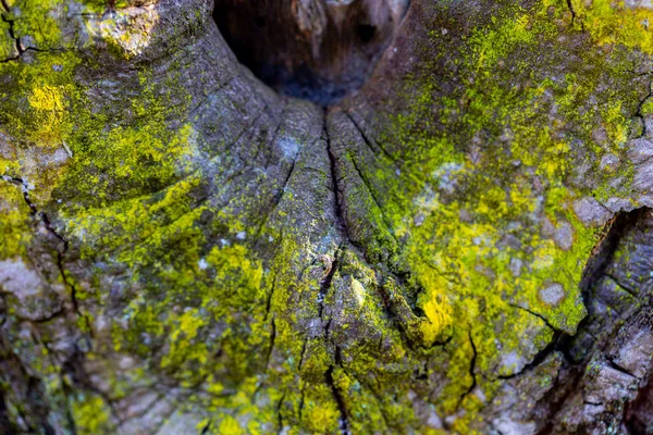 Houten textuur achtergrond met beschadigingen en mos — Stockfoto