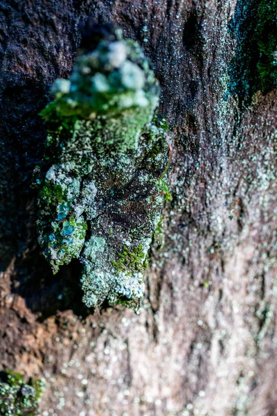 Wooden textured background with damages and moss — Stock Photo, Image