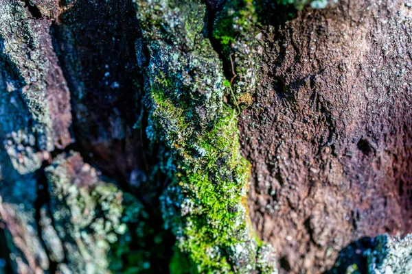 Houten textuur achtergrond met beschadigingen en mos — Stockfoto