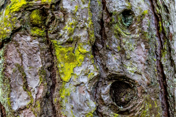 Fundo texturizado de madeira com danos e musgo — Fotografia de Stock