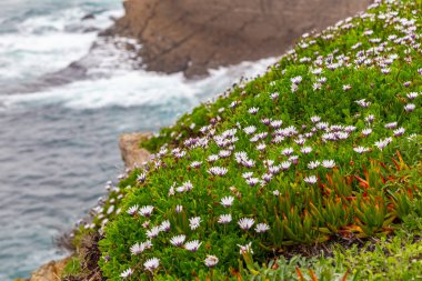 Afrika papatya çiçekleri kıyıda