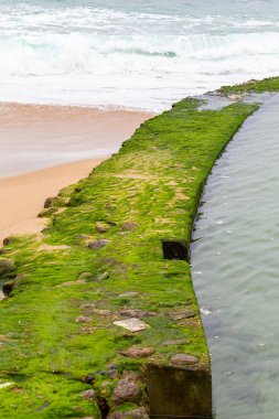 Doğal havuzda su sınırında yeşil yosun. 