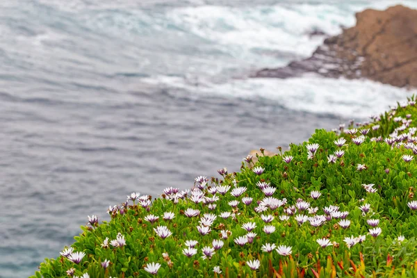 Margherita africana Capo calendula fiori sulla riva — Foto Stock