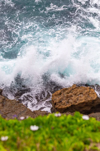 Afrikansk tusensköna Kap ringblomma på stranden — Stockfoto