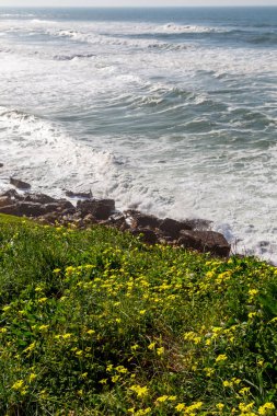 Çimenli okyanus kıyısı, köpüklü hareketli dalgalar. Rüzgar gücü. Turkuaz su. 