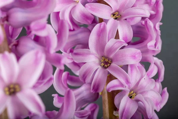 灰色の背景にピンクの花を咲かせます 装飾やポストカードのための明るい芽 — ストック写真