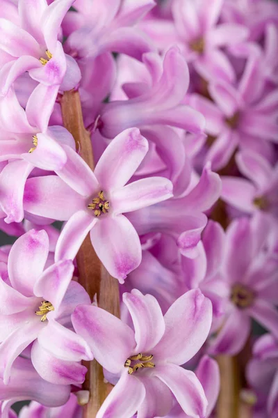 Рожеві Квіти Сірому Фоні Яскраві Бутони Прикраси Листівок — стокове фото