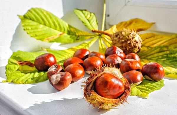 Chestnut on a table closeup — Stock Photo, Image