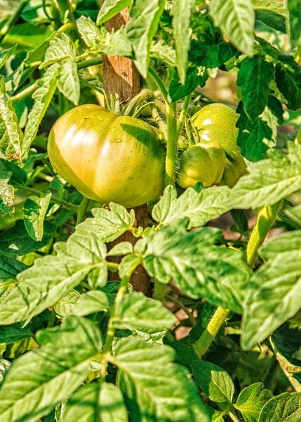 Ripening green tomatoes — Stock Photo, Image