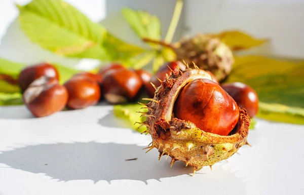 Chestnut fruit on a table — Stock Photo, Image