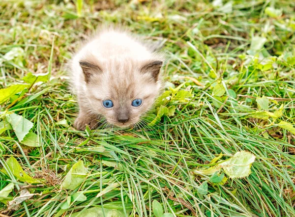 Mały kotek biegają na trawie — Zdjęcie stockowe