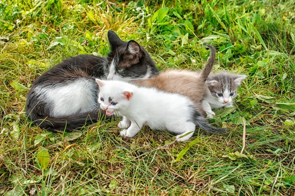 Kot z trzech kociąt — Zdjęcie stockowe