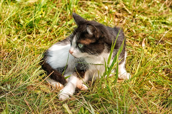 Kot spacerujący po trawie — Zdjęcie stockowe