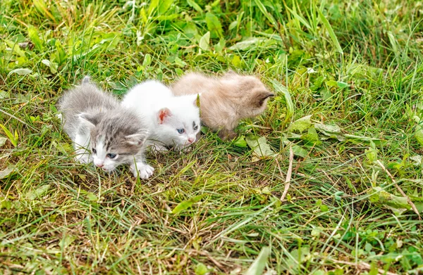 Three kittens walking on grass — Stock Photo, Image